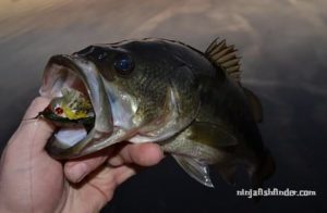 Bug those bass Bug those bass