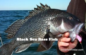 Black Sea Types Bass Black Sea Types Bass