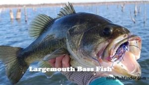 largemouth Types Bass largemouth Types Bass