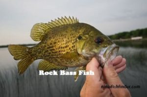 rock bass Types Bass rock bass Types Bass