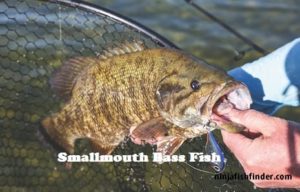 smallmouth types of Bass smallmouth types of Bass