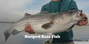 striped bass Types Bass striped bass Types Bass