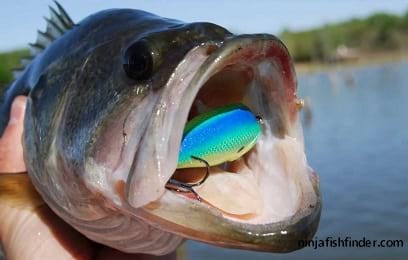 crankbait crankbait